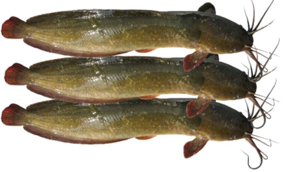 Deshi Magur Fish - 1kg