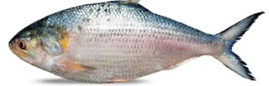 Hilsha Fish  medium  -1 kg